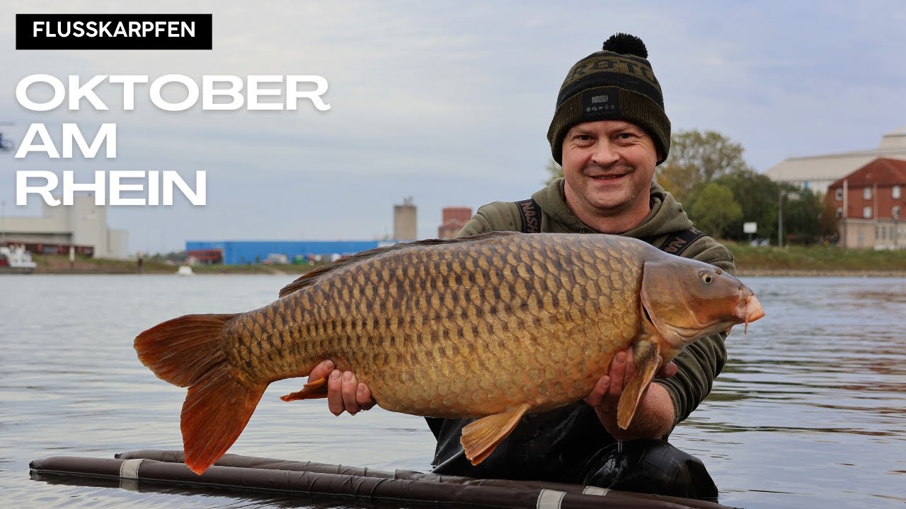 Karpfenangeln am Rhein im Oktober 