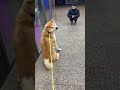 Look how happy this akita inu is to see his owner