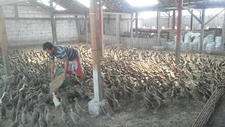 PEMBERIAN PAKAN 1000 EKOR BEBEK USIA 26HARI #DOD9