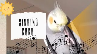 Koko the cockatiel : Singing koko 🎶