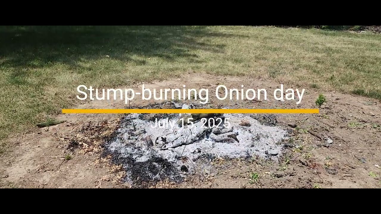 Stump-burning Onion day