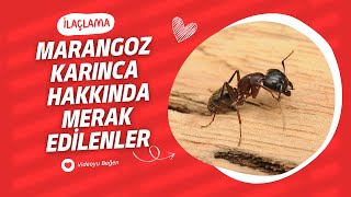 Marangoz Karınca Hakkında Merak Edilenler - Ilaclama.tr