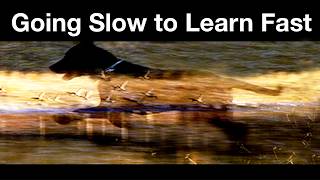 Going Slow to Learn Fast