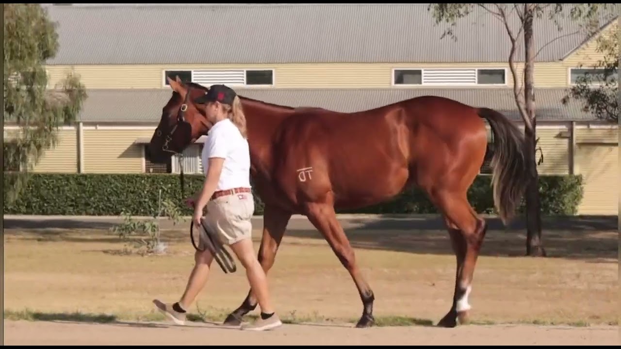Daumier x Hatsuko '24 Filly - Shane Nichols Racing