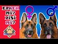 Erkek Köpek Mi? Dişi Köpek Mi? Tercih Edilmeli?