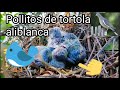 Palomas bebés|Tortola aliblanca bebé