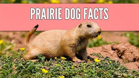 13 Prairie Dog Facts | Will a Prairie Dog Make a Good Pet?