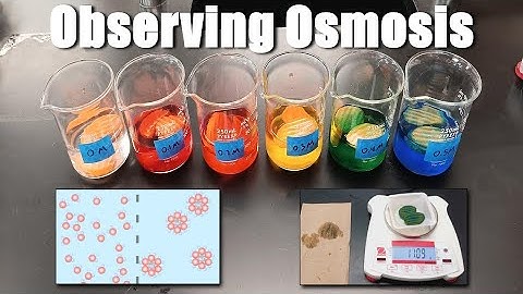 Carrot Osmosis - AP Bio Lab 2.8 (updated)