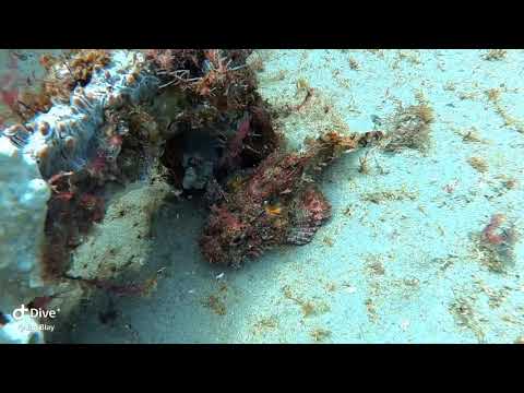 Scorpionfish Ambush -