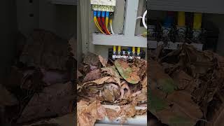 Baby Chipmunks Discovered Nestled Inside Electrical Box