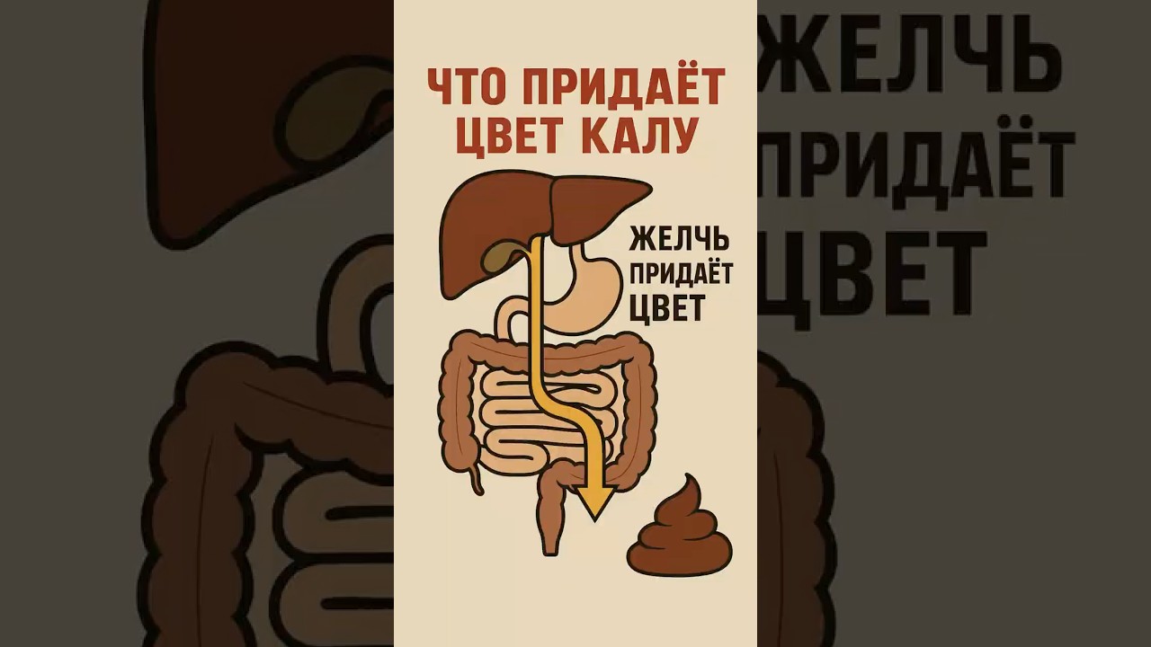 Что придаёт цвет калу? Узнайте причины! #здоровье #печень #желчь #пищеварение