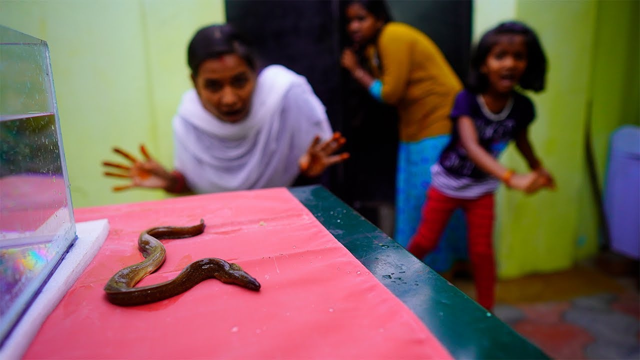 Bought the 'SNAKE'  | ஒரு 'பாம்பு' 🐍 வாங்கினதுக்கு இப்படியுமா பண்ணுவாங்க... | Mrs.Abi 2.0