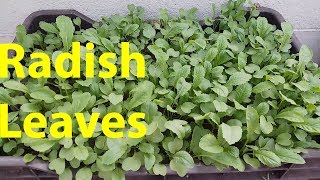 Grow Radish Leaves in a container at rooftop garden [Full Update] | Garden - YouTube