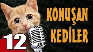 Konusan Kediler 12 En Komik Kedi Videolari Youtube