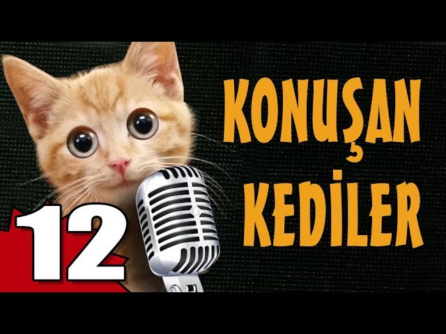 Konusan Kediler 12 En Komik Kedi Videolari Youtube