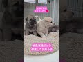 可愛い子犬達 #可愛い #元気になる動画