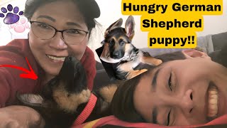 Puppy GSD going crazy! Don’t want to close her legs.#dogs#funny#animals#funnyvideos#puppytraining by Myrna FILO and the dogs 8 views 1 year ago 2 minutes, 44 seconds