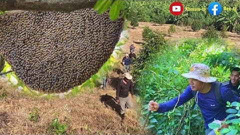 Tree climbing skills without fear of heights harvesting honey from dangerous tall trees