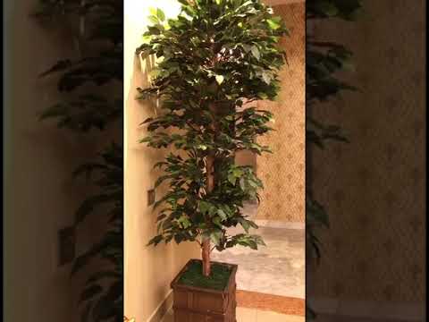 هيلة البليهي رحلة الليدي آن بلنت وزوجها ويلفرد إلى حائل