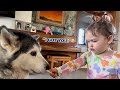 Caring Baby Does Everything She Can To Make My Old Poorly Husky Feel Better!😭. [CUTEST VIDEO!!]