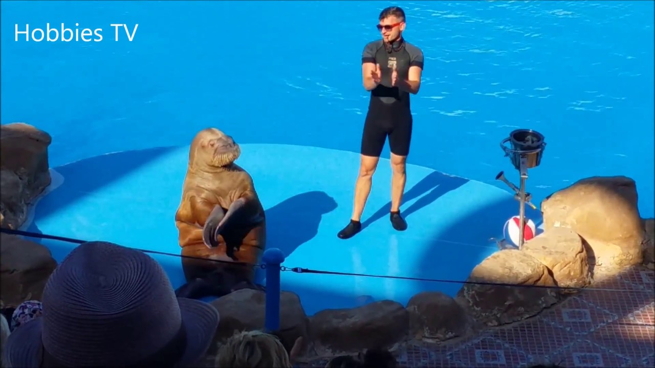 funny video memes YOU LAUGH YOU LOSE - Funny Smart Cute Sea Lion Videos - The Best Show Ever For Sea Lions
