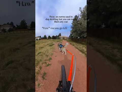 One of the most common questions we get about bikejoring! #bikejoring #dogsports