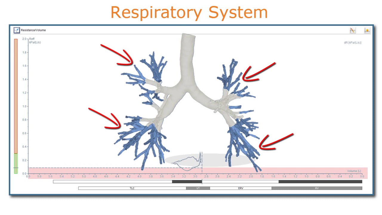 ResistanceVolume graph in whole body plethysmography Information YouTube