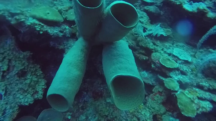 Grand Cayman 100  Down Sponges