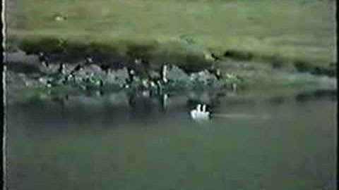 Enya - On Your Shore