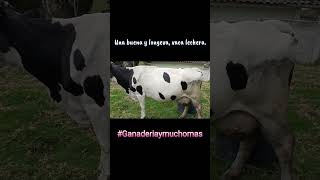 Una buena y longeva, vaca lechera Holstein. #Ganaderiaymuchomas #vacaslecheras #holstein