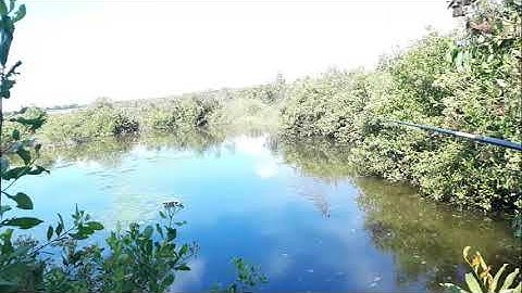 câu cá lóc vuông/cận cảnh nhìn cá táp mồi /SQUARE FISHING/ CLOSE VIEW OF FISH FISH