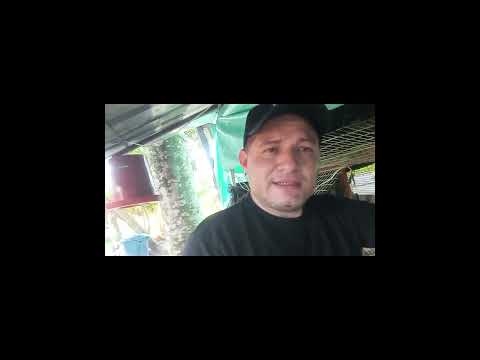 Cómo combatir la acidosis en pollos de engorde. #shorts #viralvideos #pollo #viralvideo