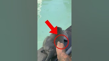 Never Push A Wild Monkey In Swimming Pool 😯😱 - #woodscraft #facts