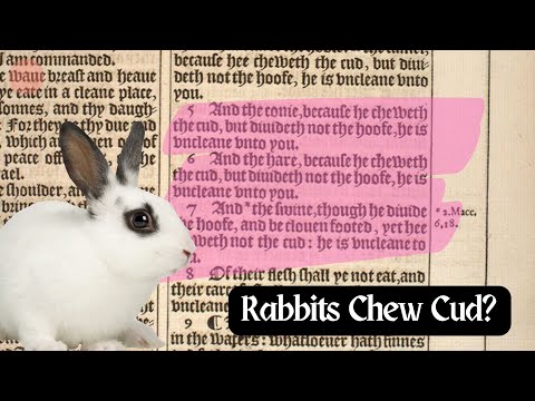 Video: Kauwt een konijn herkauwen?