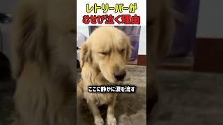 【涙】もう一度、家族になれる？一人ぼっちで歩き続けたシニア犬が、優しい手に出会い見せた安心の涙。　#いぬ #犬 #犬動画 #レトリーバー #保護犬 #シニア犬 #感動 #犬のいる暮らし #犬の気持ち