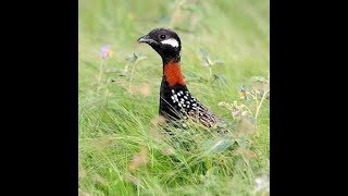 Black Partridge in Grassland India || Black Partridge or Kala Teetar in a grassland