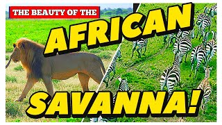 THE. BEAUTY OF THE AFRICAN SAVANNA AND KILIMANJARO!