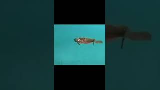 Helicopter crab