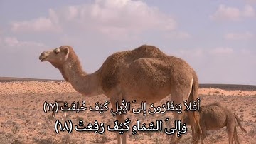 أفلا ينظرون الى الابل كيف خلقت (الشيخ محمود الشحات أنور) قرآن كريم