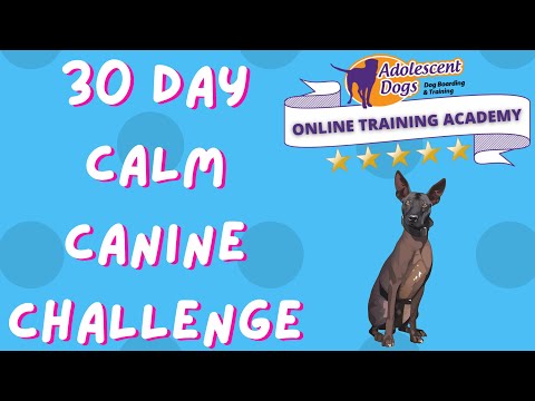 30 Day Calm Canine Challenge - The Ultimate Guide For Growing Calm