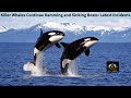 Killer whales continue ramming and sinking boats latest incidents