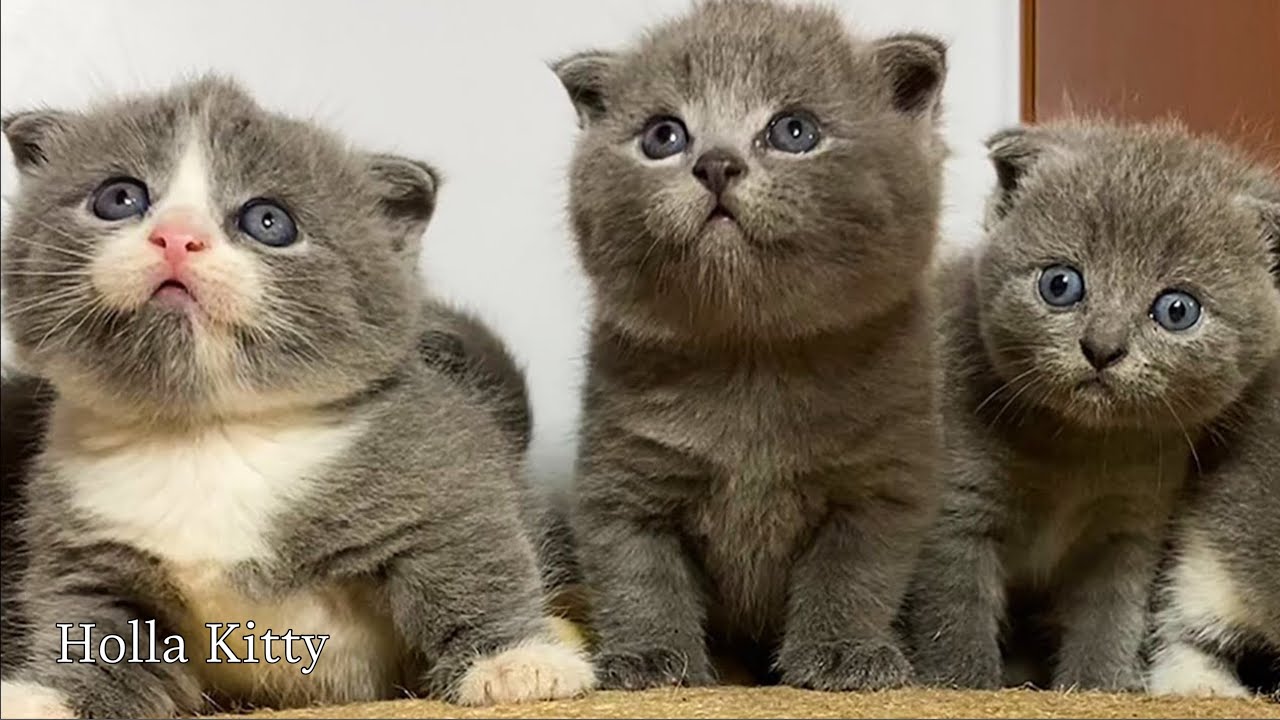 Elegant Cat TV for Stress Relief – Premium Calm Session 🧠