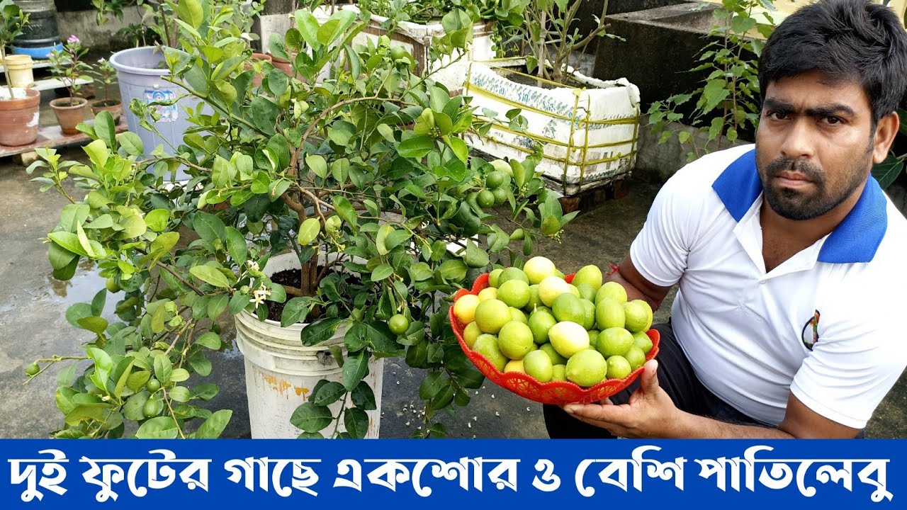 টবে পাতিলেবু গাছ কিভাবে করবেন। Lemon fruit । Lemon fruit plant in