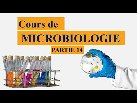 Vídeo: Bacteris A La Sang De Les Xinxilles