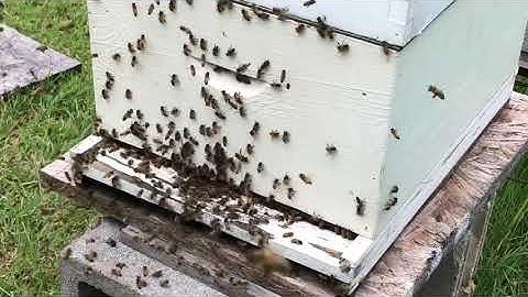 The swarm leaving the hive!!