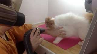 How To Bath A Show Cat  by Breeder Care™ Co., Ltd.