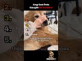 Angriest Pets Caught On Camera 😭 #shorts  #subscribe  #viral #funny #animals #ranking