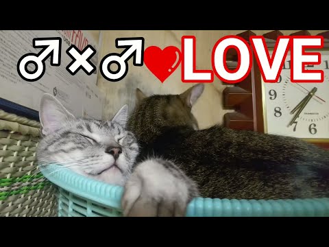 【腐女子必見】♂×♂LOVEオス同士でイチャイチャする猫達【かご猫】194