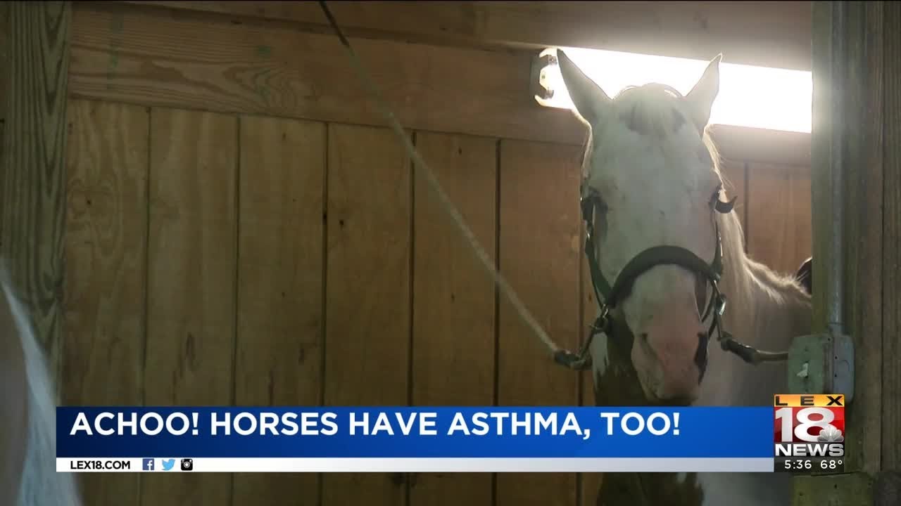 Achoo! Horses Have Asthma, Too! YouTube