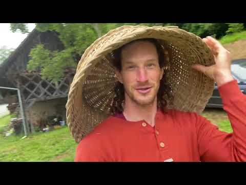 Video: Nabiranje čebulnih semen - kako nabirati čebulna semena
